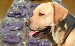 Pies służbowy Lary na tle tabletek z ekstazy