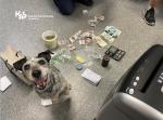 Pies Edi jack russell terrier stoi na podłodze. Z boku leżą  pieniądze w banknotach, kalkulator, środki odurzające. W lewym górnym rogu logo Krajowej Administracji Skarbowej