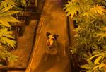 Pies Edek rasy Jack Russel Terier siedzi wśród sadzonek konopi indyjskich. 