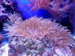 Fioletowo- różowe koralowce