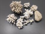 Szkielety wapienne koralowca. 8 sztuk w jasnych kolorach
