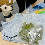 Podejrzana substancja w opakowaniu foliowym.